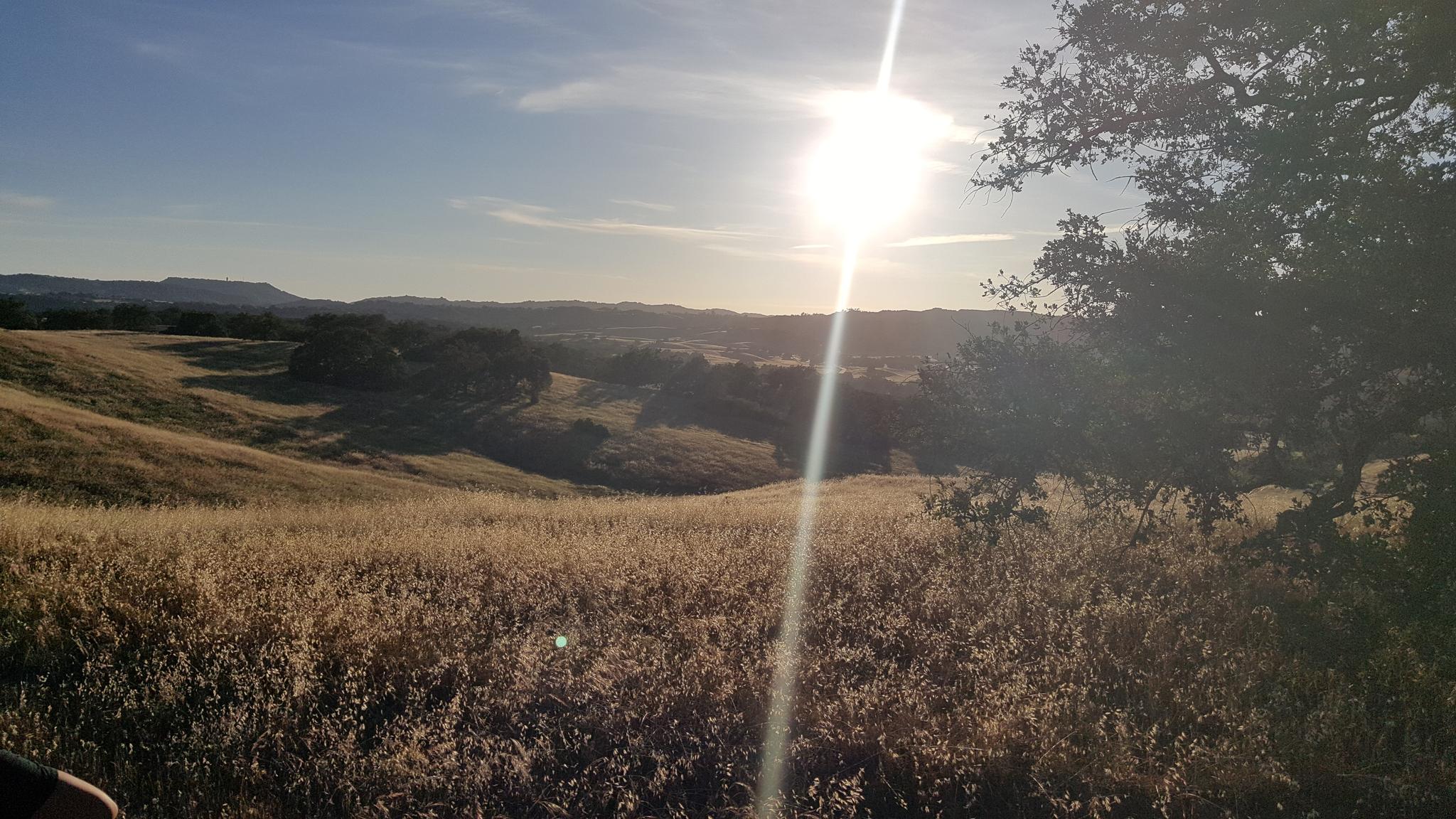 Golden grassy hills bathed in bright sunlight during golden hour.