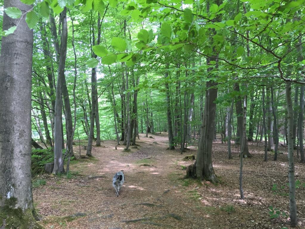 Kassel - Erlenloch Im Habichtswald: Wanderungen Und Rundwege | Komoot