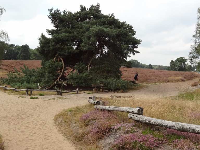 Westruper Heide Haltern am See, Recklinghausen