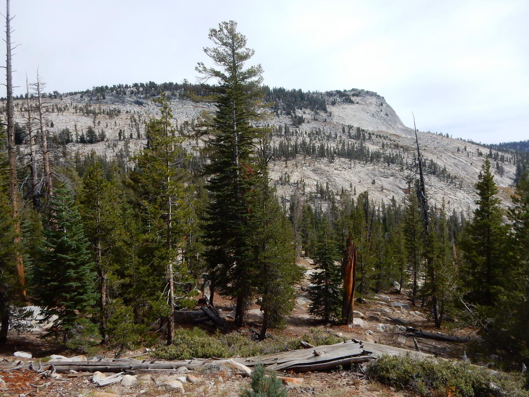 Forest with tall pine trees leading to a rocky mountain under cloudy sky.