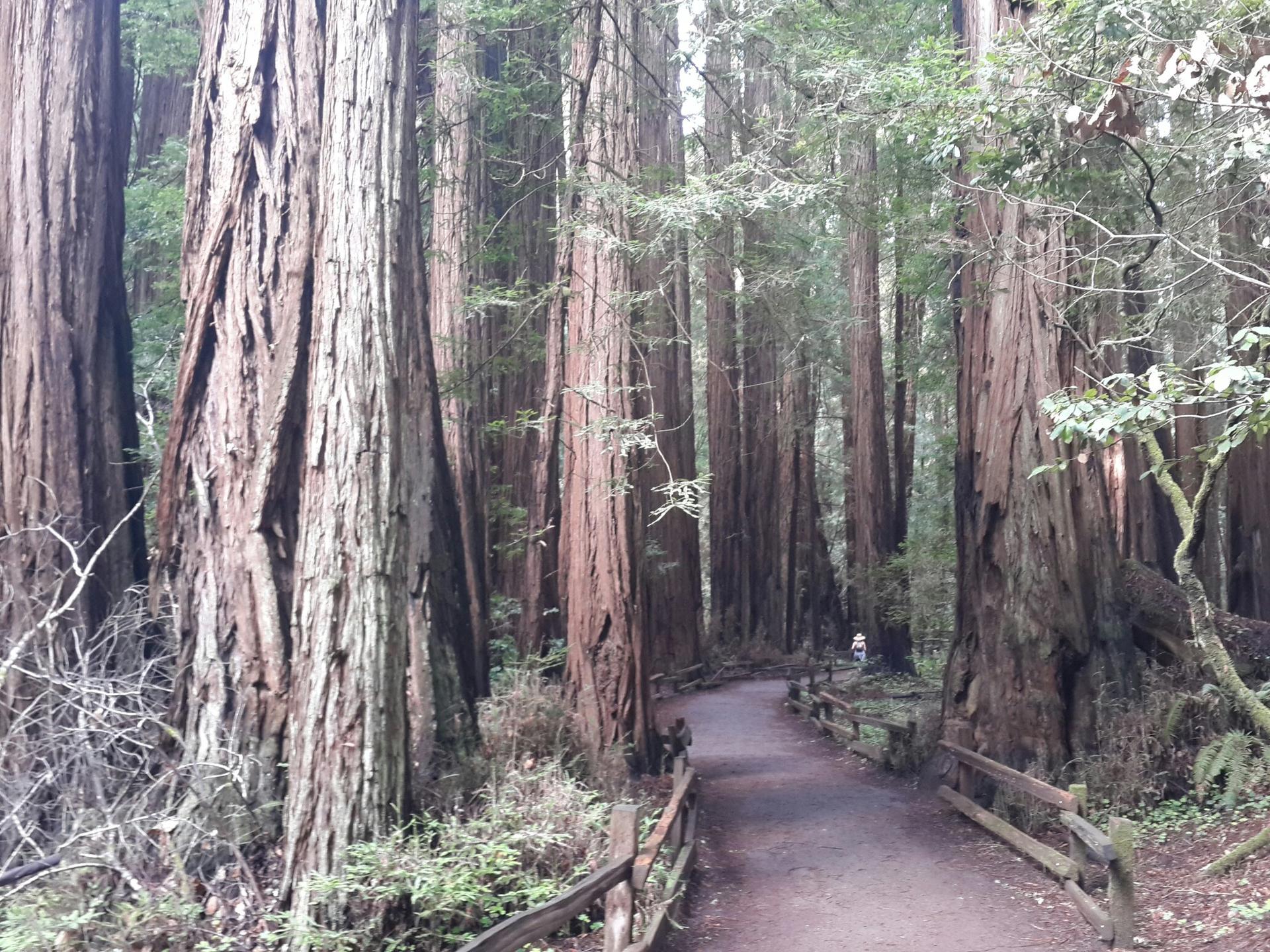 A winding path with wooden fences through a forest of giant trees.