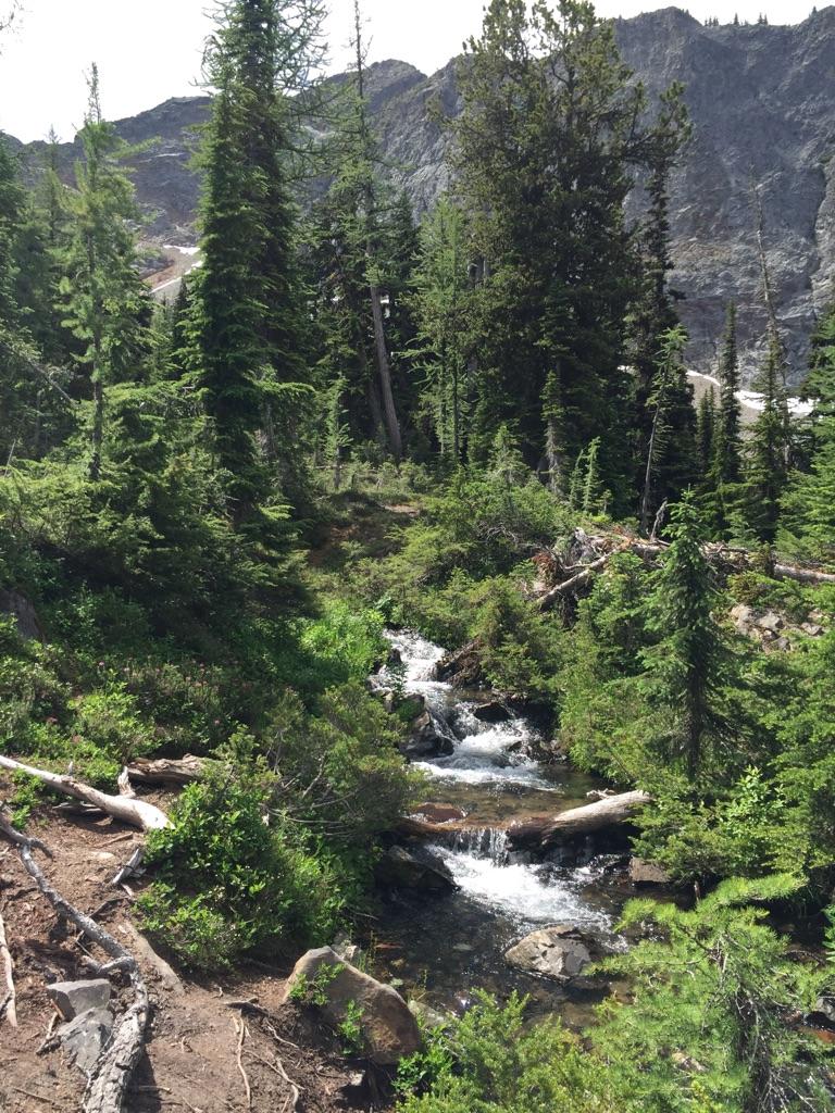 Rocky stream cascading through a lush, green pine forest on a sunny day.