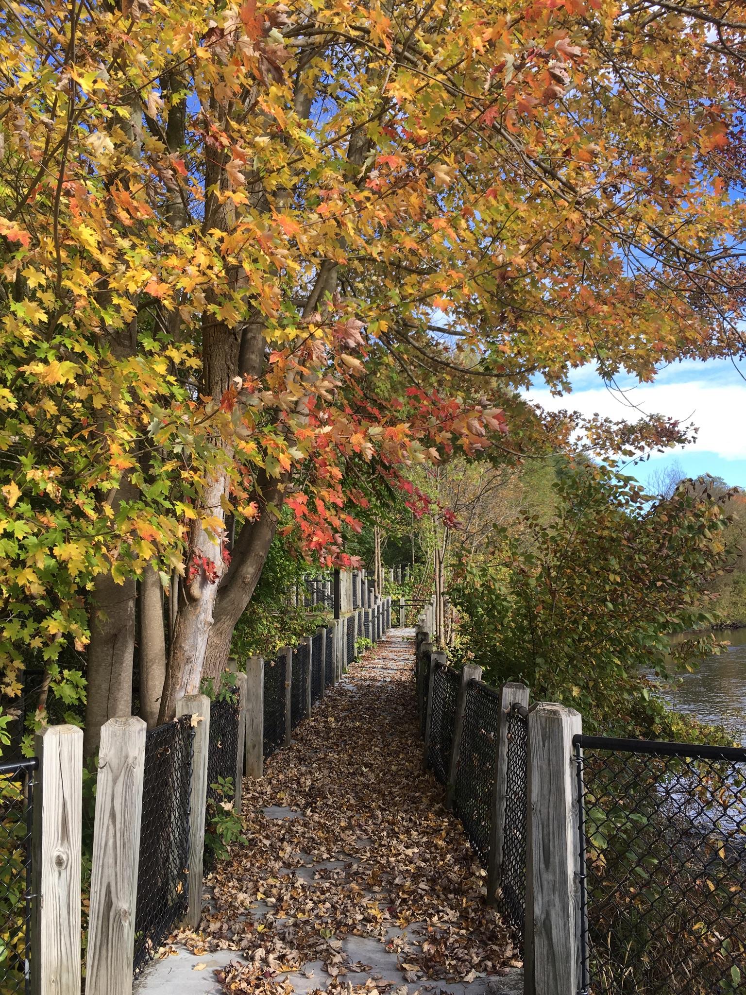 A boardwalk covered in autumn leaves, bordered by vibrant fall trees.