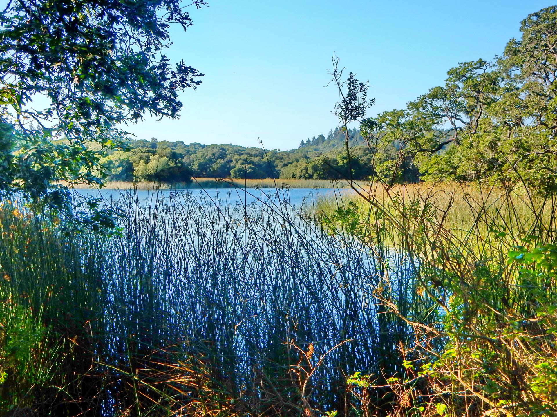 Serene lake with tall reeds, surrounded by lush trees under bright sunlight.