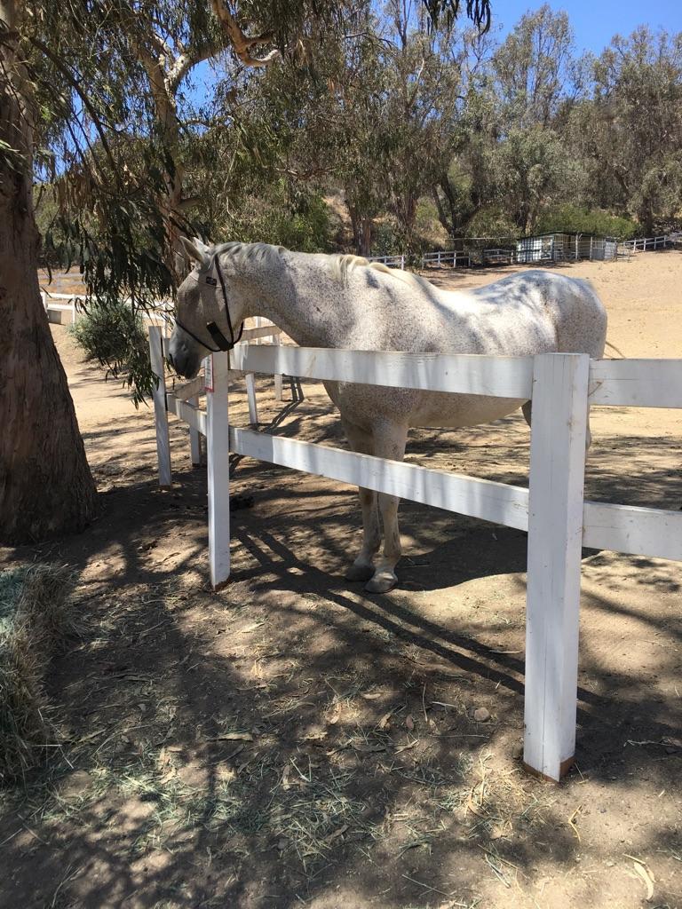 A white horse stands by a white fence in dappled sunlight.