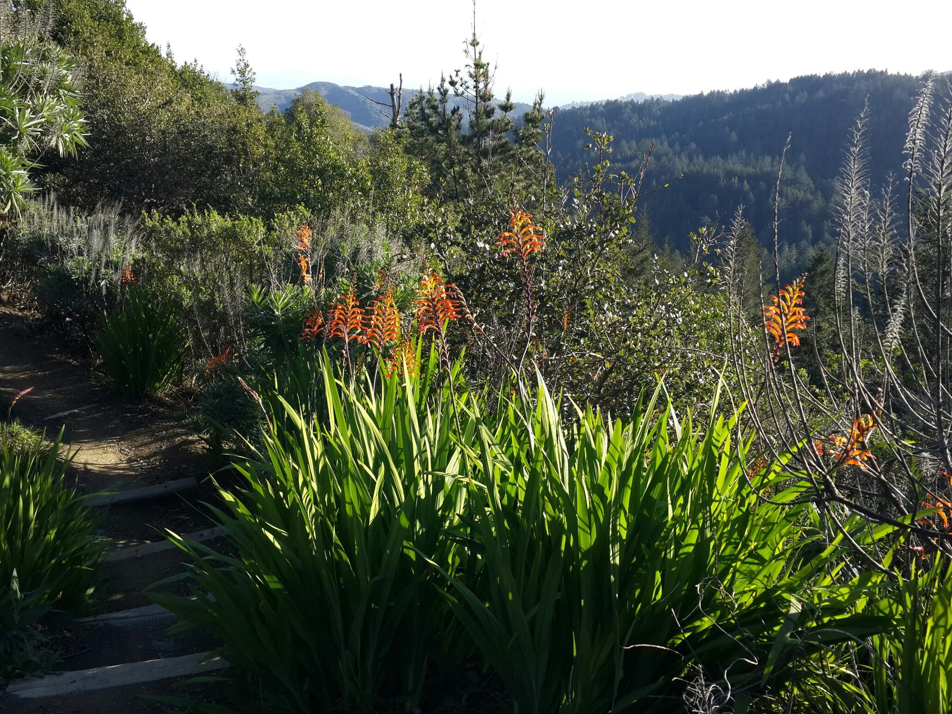 Lush garden with vibrant orange flowers on a sunny hillside overlooking forests.