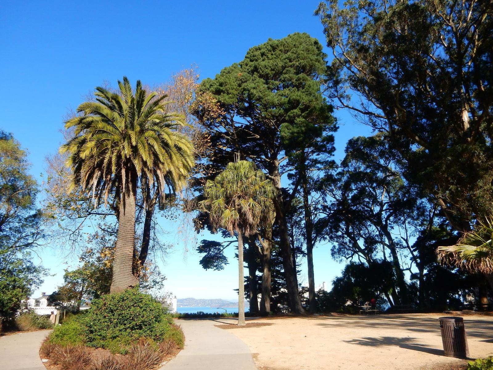 Bright sunny day in a park with palm trees and a sandy path.