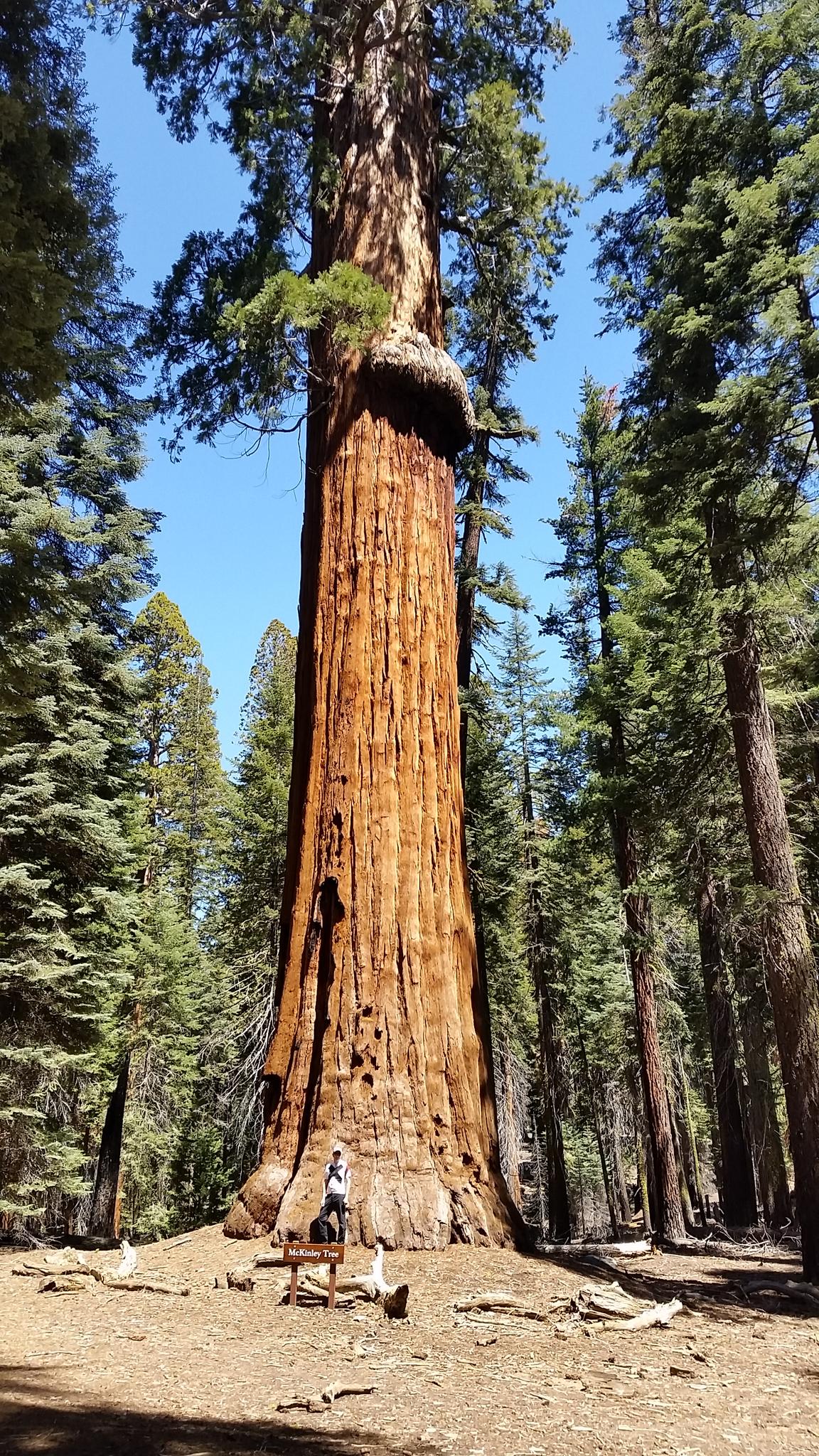 A person standing next to a gigantic tree trunk in a sunny forest.
