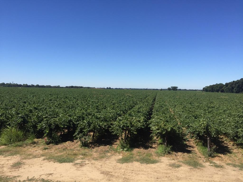 Vast field of green crops under a clear blue sky on a sunny day.
