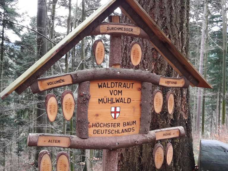 Höchster Baum Deutschlands Wanderungen und Rundwege komoot