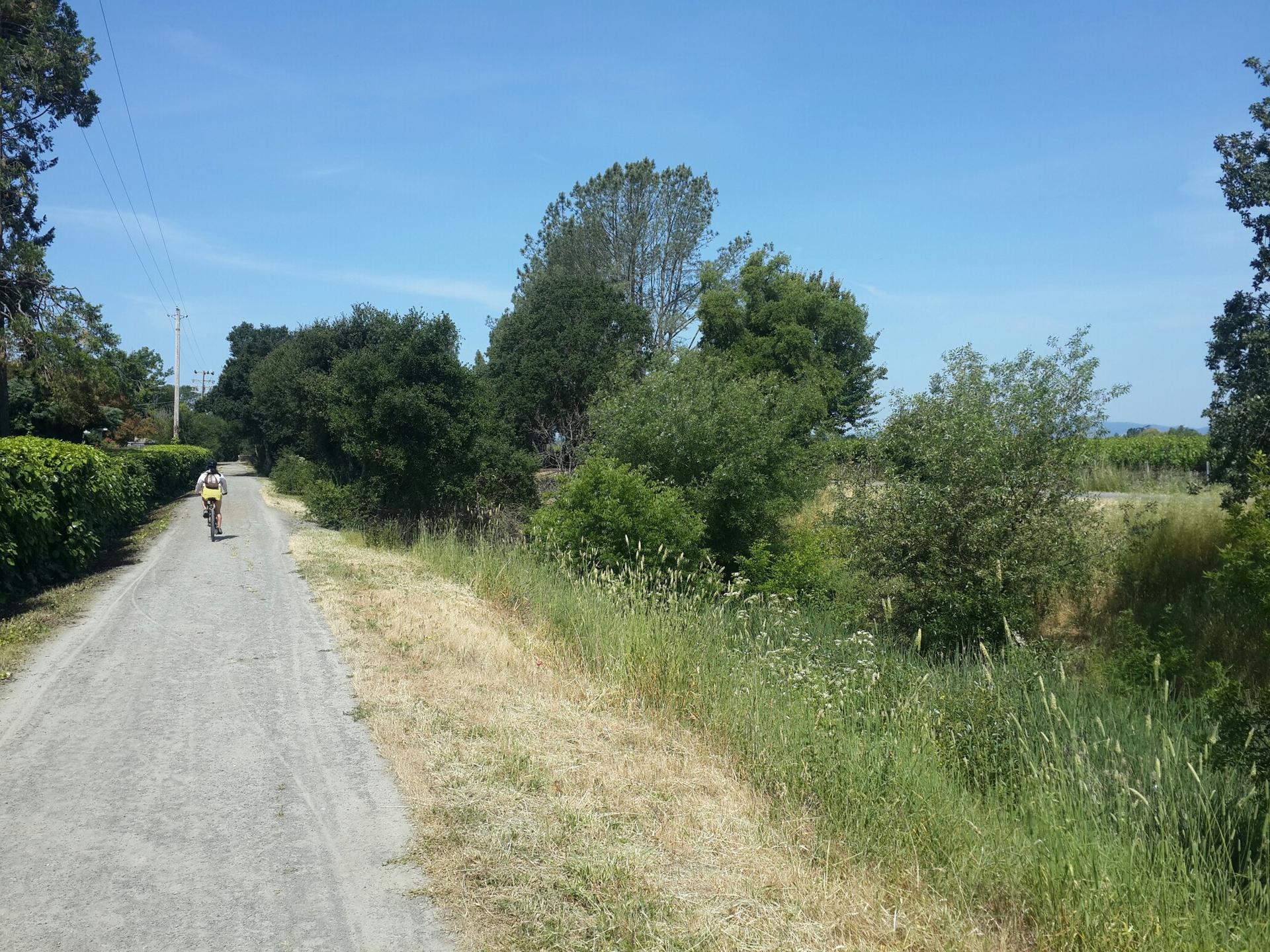 A cyclist rides a sunny dirt path lined with green trees and dry grass.