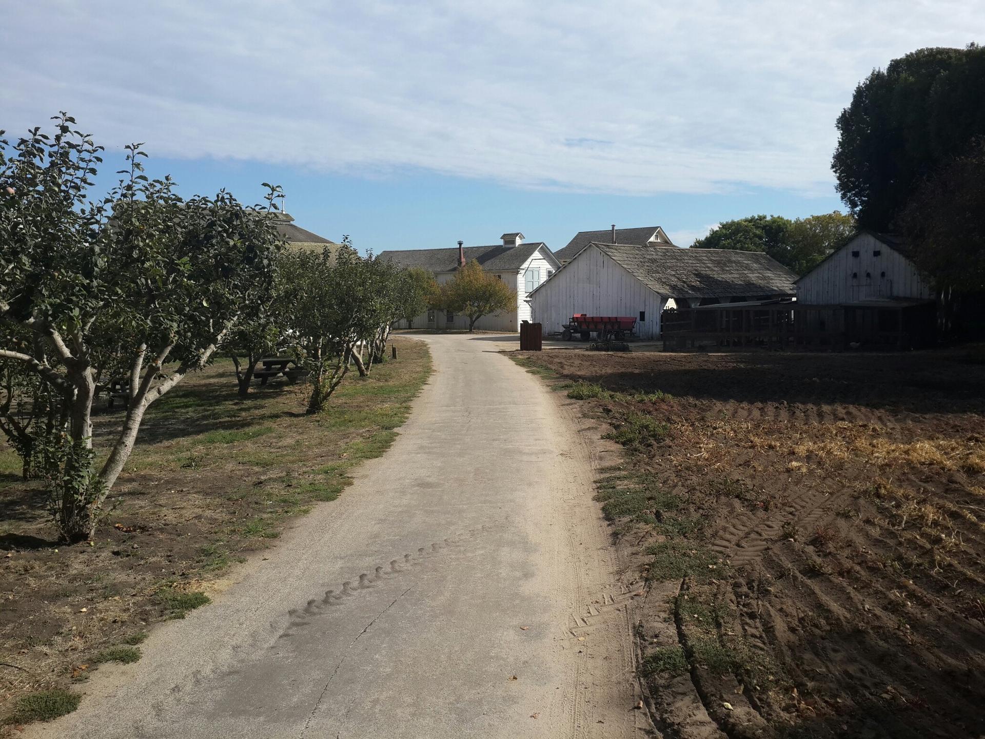 Dirt road leading to white farm buildings, with an orchard.