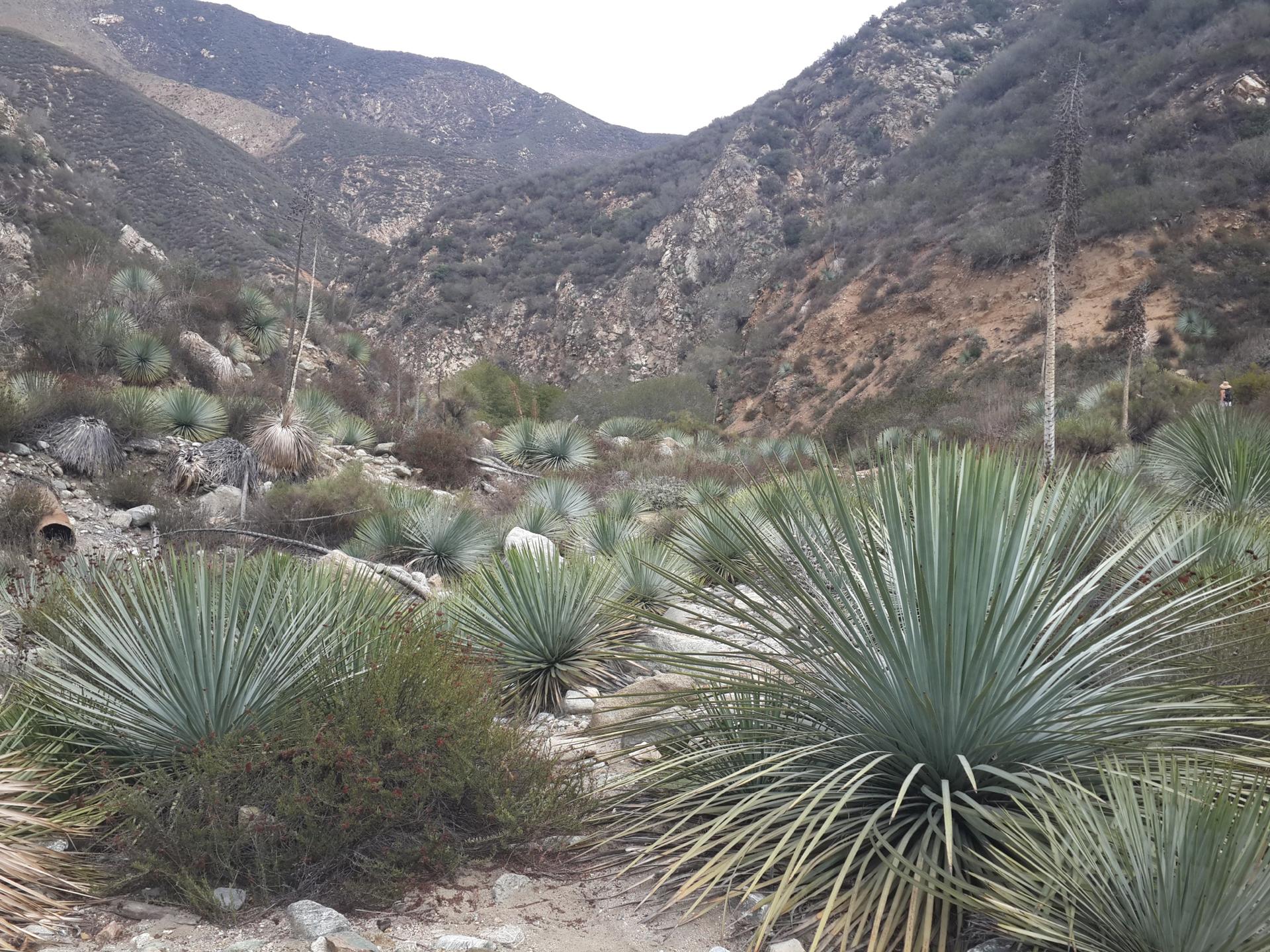 Dense field of spiky desert plants in a rocky mountain valley.