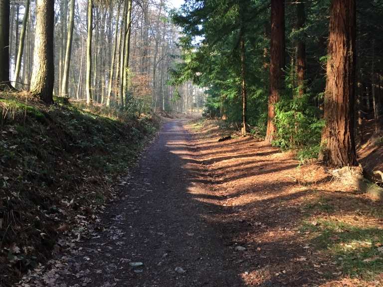 Burggrafenberg (282 m) Naturwaldzelle Runde von