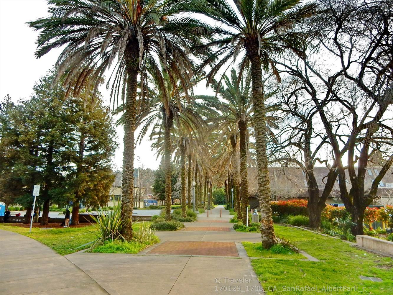 A paved walkway is lined with tall palm trees and green grass.