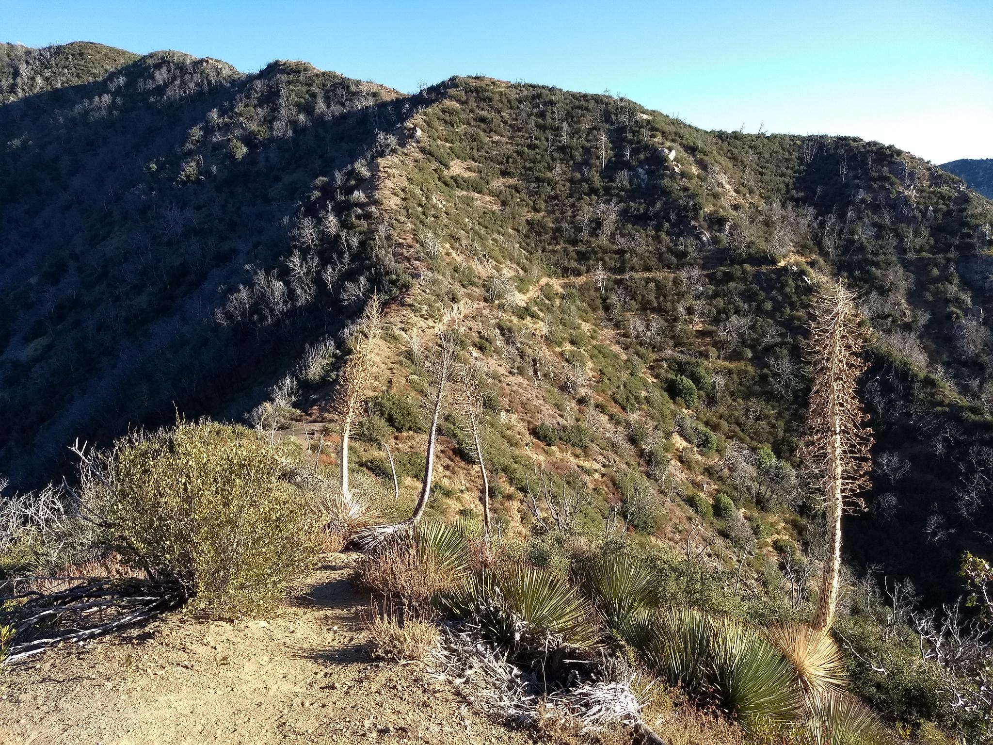 Sunny mountain trail lined with tall, dry yucca stalks and green brush.
