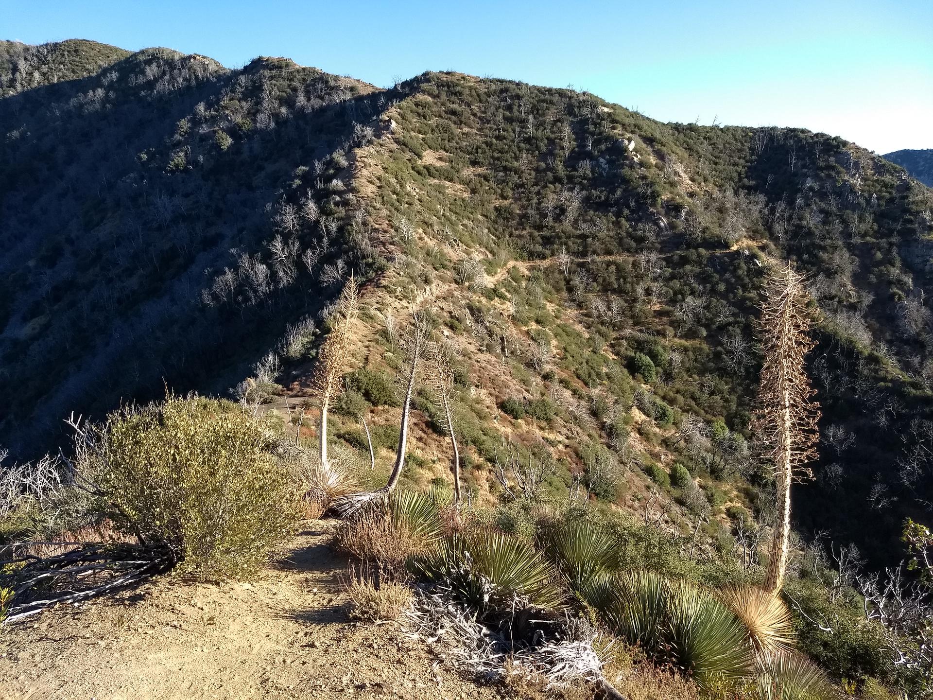 Sunny mountain trail lined with tall, dry yucca stalks and green brush.