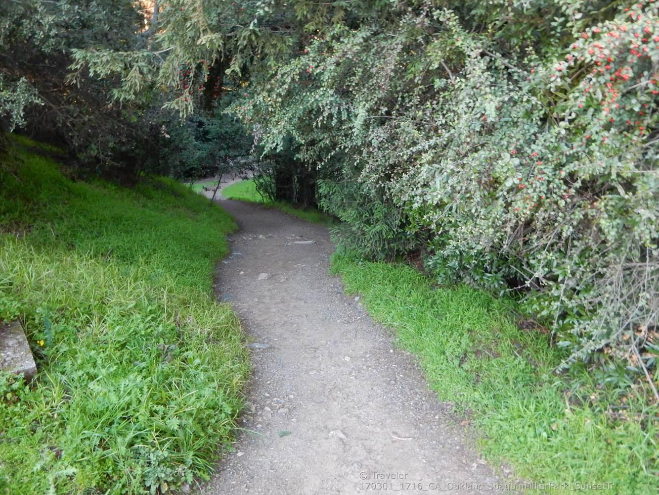 A narrow dirt path winds through dense green bushes and trees.