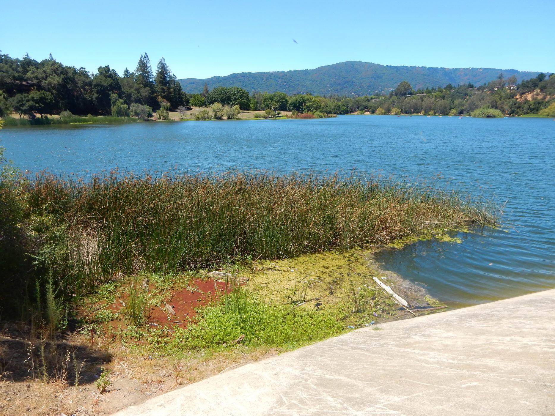 Bright sunny day over a blue lake with green reeds and distant hills.
