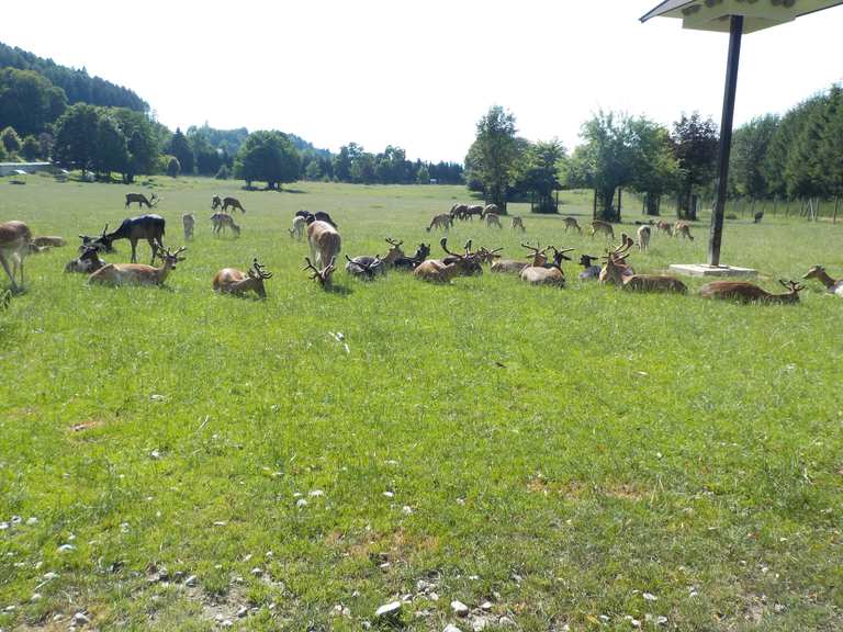 Tierpark Rosegg: Wanderungen und Rundwege | komoot