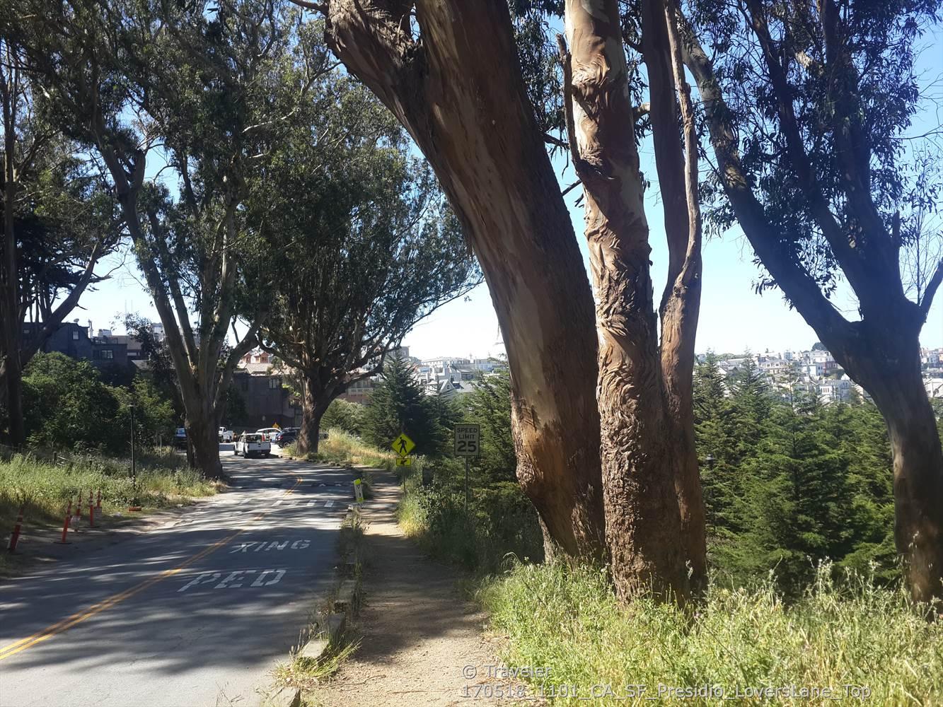 Road with cars, a sidewalk, and large trees overlooking a distant city.