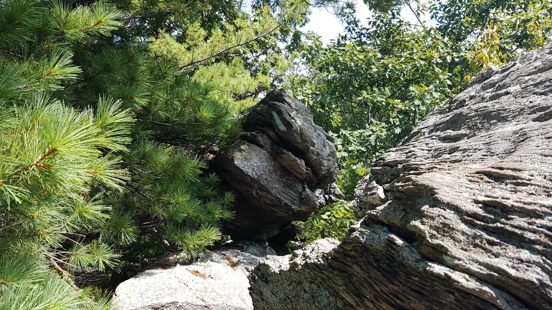 Large weathered rocks surrounded by vibrant green pine trees under bright sunlight.