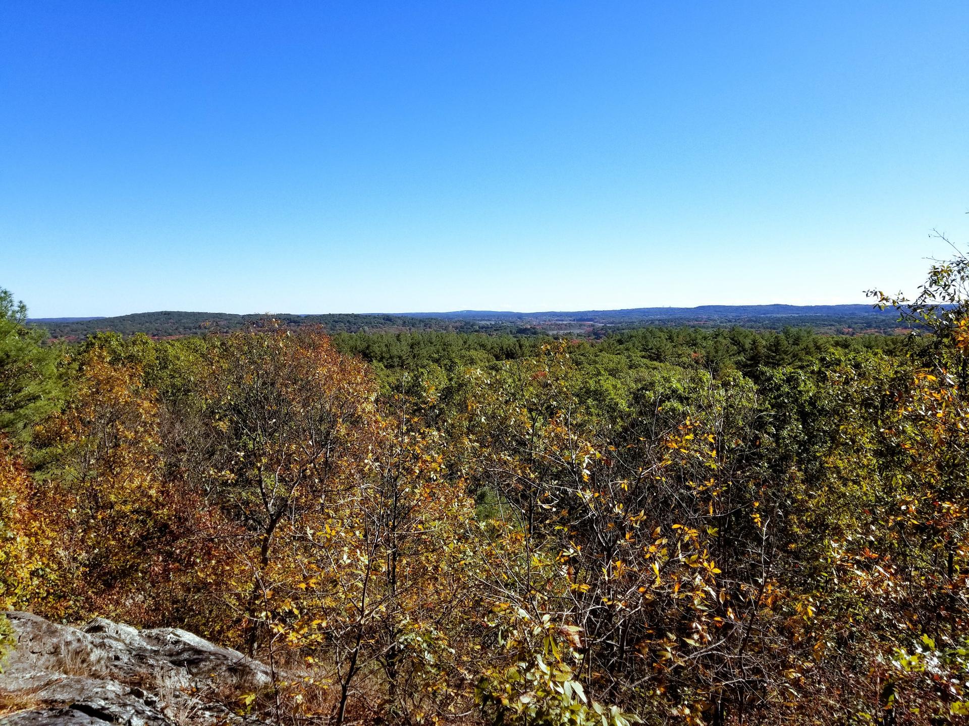 Expansive forest canopy under a clear blue sky on a sunny day.