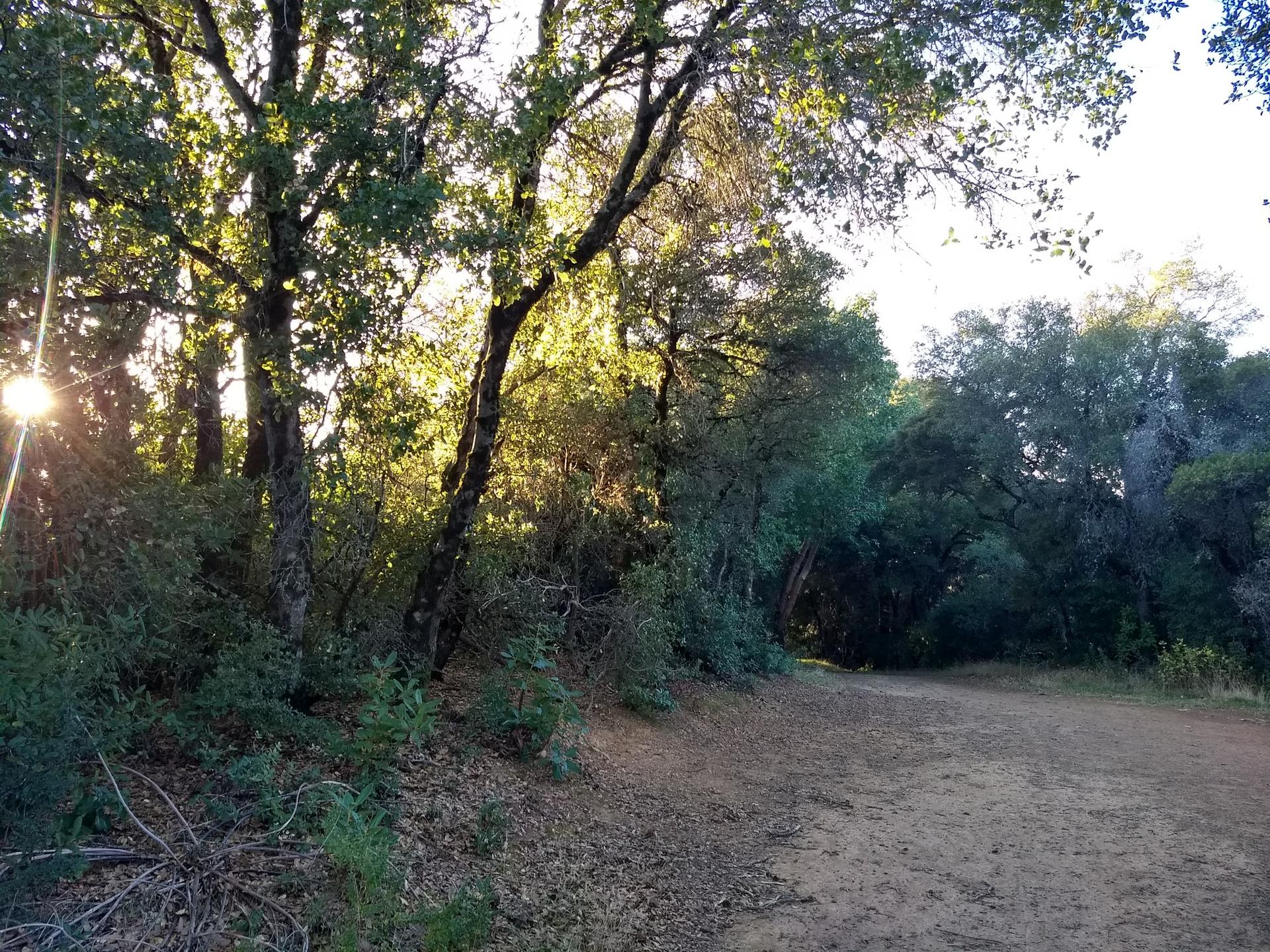 Sunlight filters through green trees onto a winding dirt path in a forest.