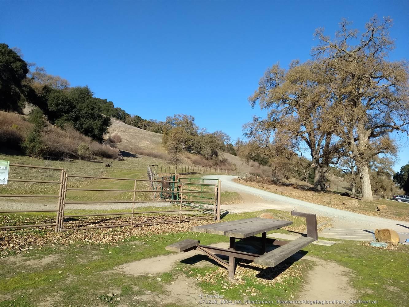Picnic table by a gravel road, fence, and large oak trees.