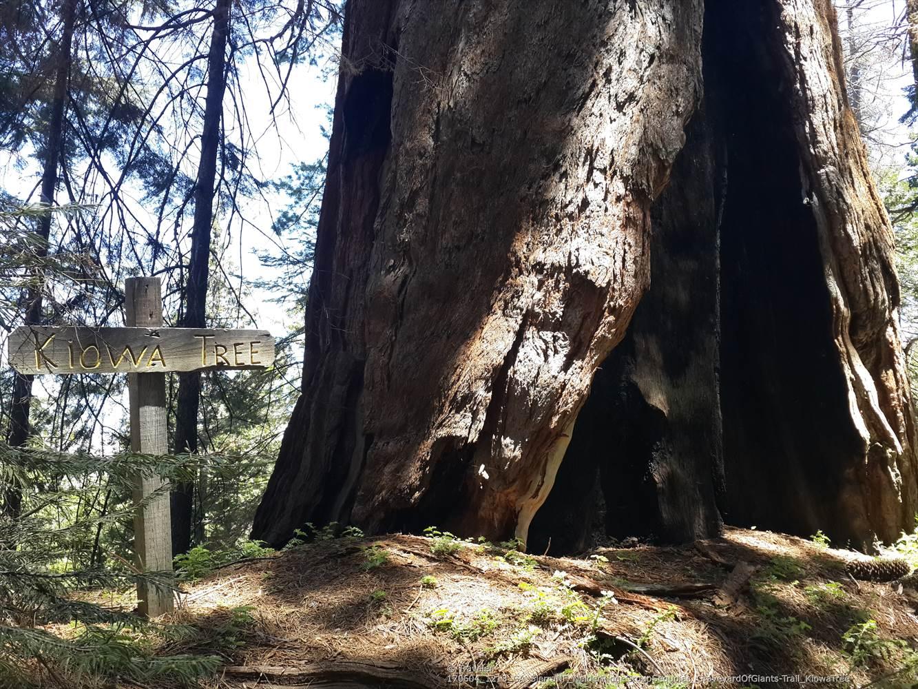 Large, hollowed-out tree trunk next to a wooden sign in dappled sunlight.