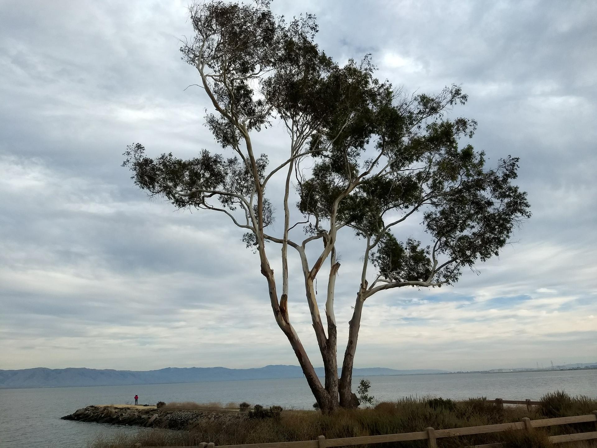 A large tree stands by calm water with a distant figure under cloudy skies.