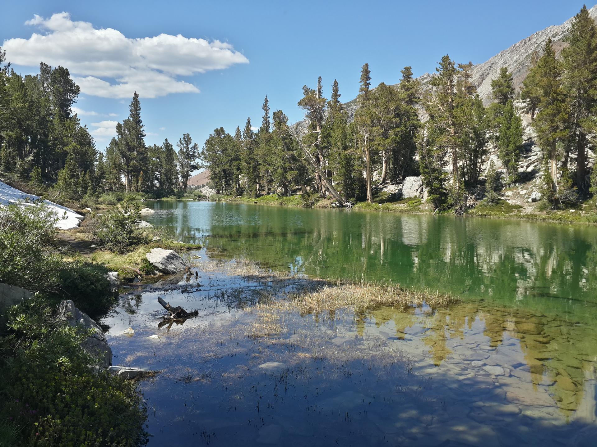 A shallow green lake with reflections of pine trees and a clear sky.