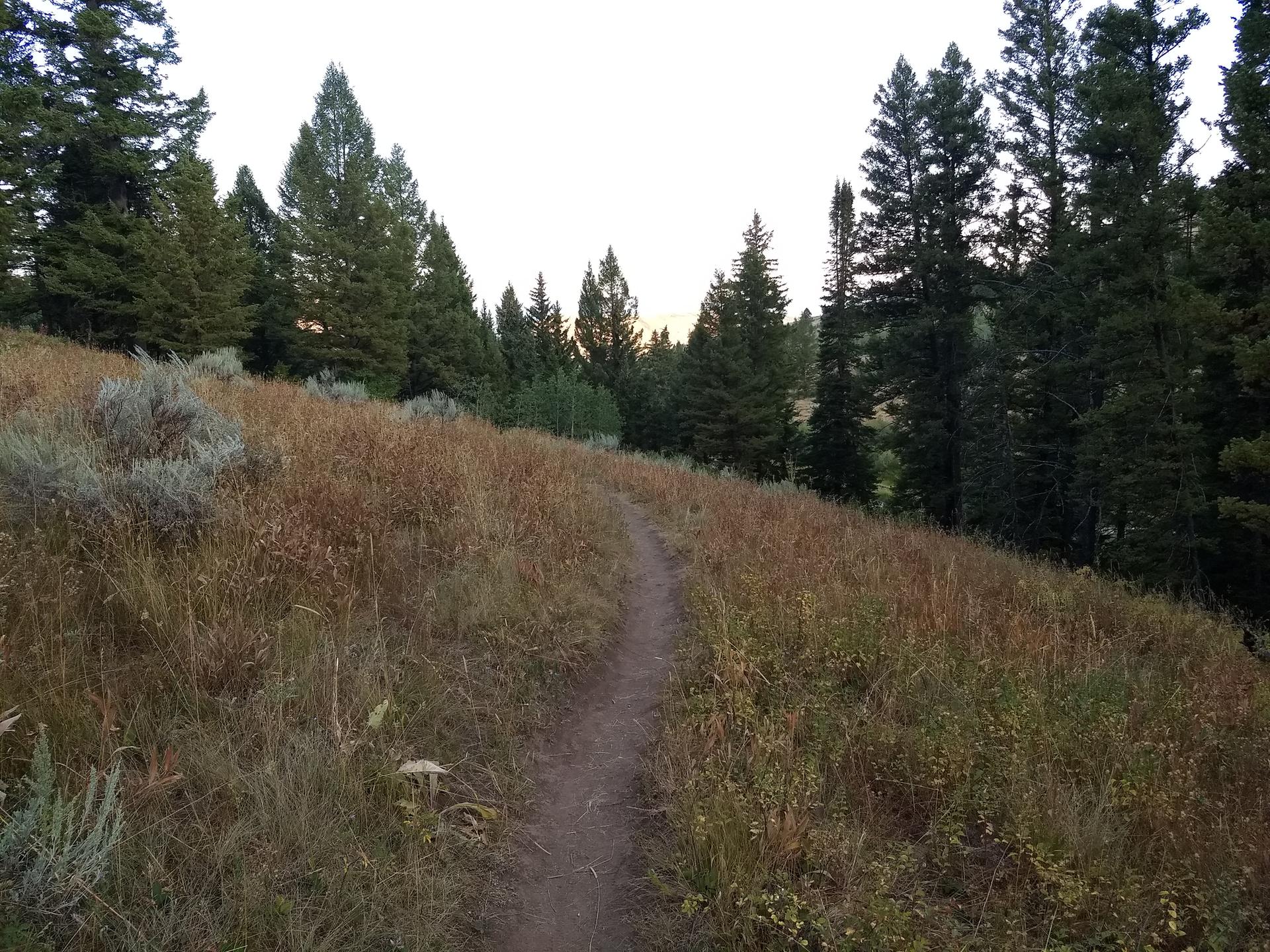 Narrow dirt path winding through tall dry grass and evergreen trees.