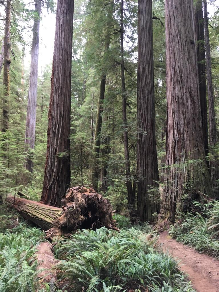 Fallen tree trunk with exposed roots next to a forest path and tall trees.