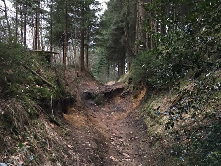 Zyklopensteine - Aachener Wald – Westwall Rondje vanuit Köpfchen | wandeling | Komoot