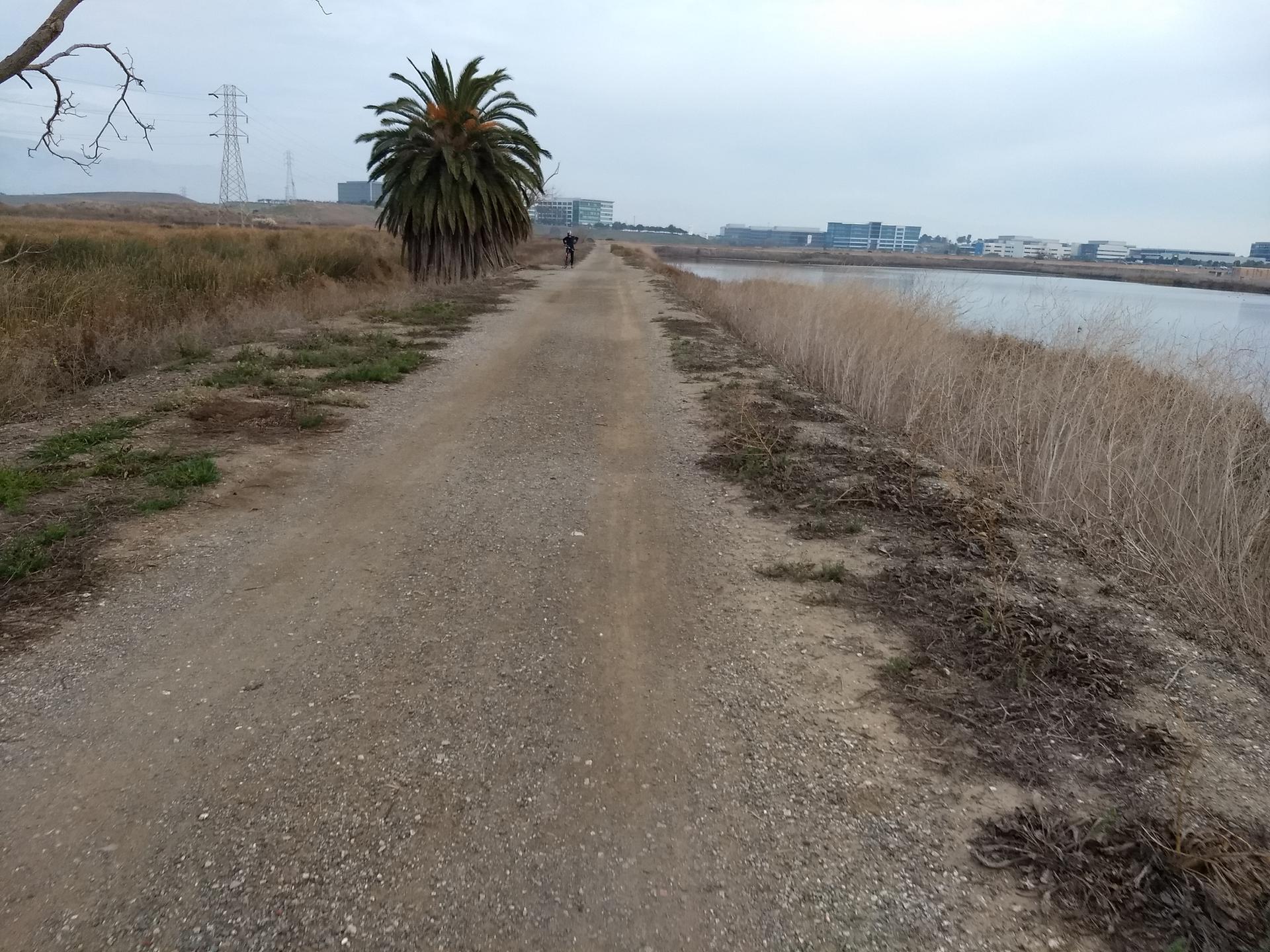A dirt path next to water, with a palm tree and distant buildings.
