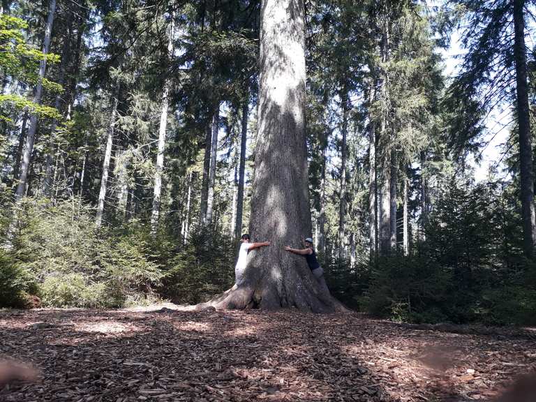 Großvatertanne Wanderungen und Rundwege komoot