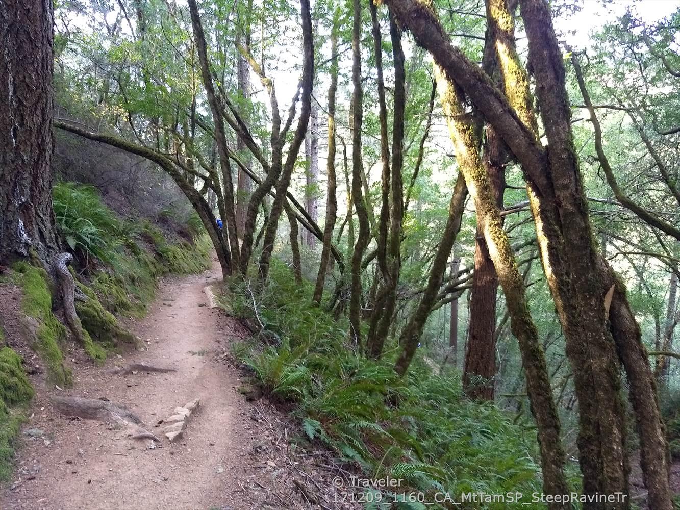 Dirt trail winding through a mossy forest with dappled golden light.