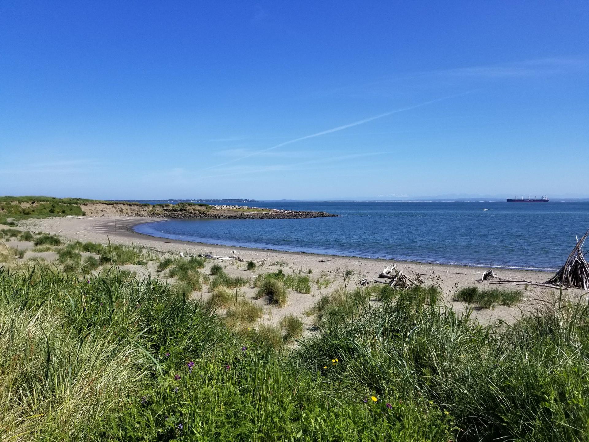 Sunny view of a sandy beach, calm blue ocean, and green grass.