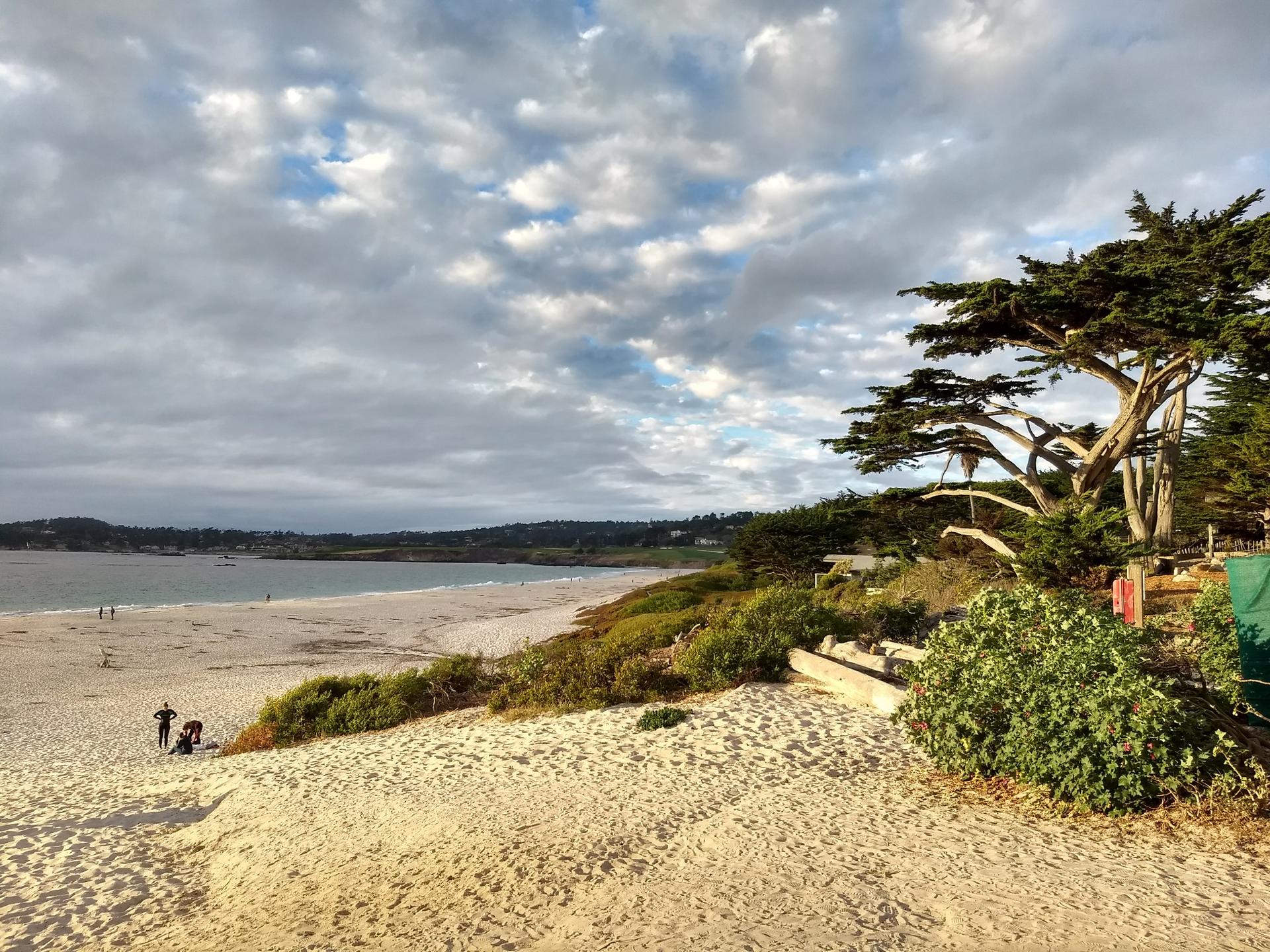 Sandy beach with a large gnarled tree, ocean, and cloudy sky.