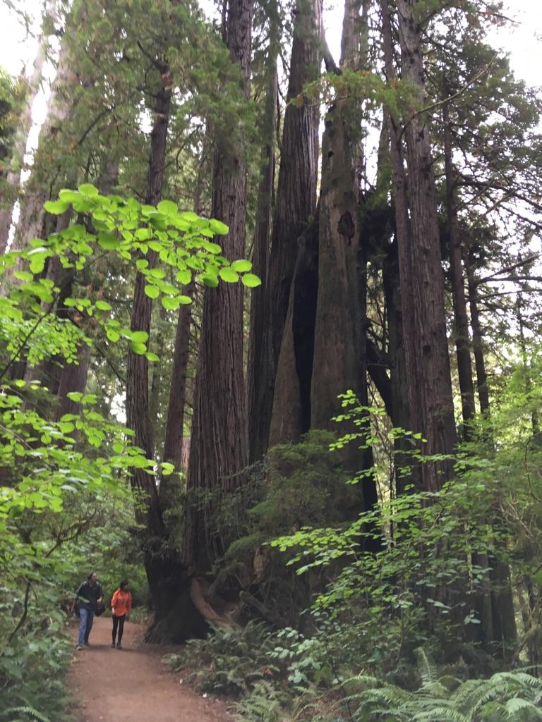 Two people walk on a forest path beside massive, multi-trunked trees.