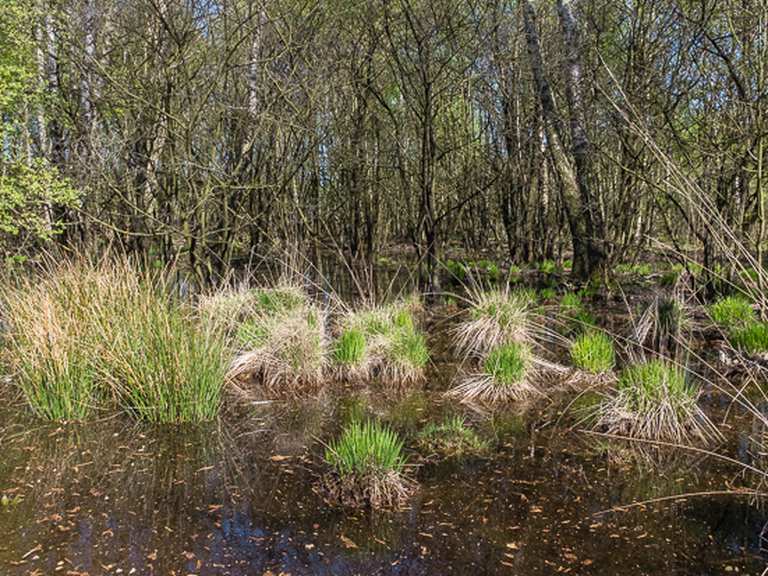 Raakmoor: Moorflächen am Ostufer des Rückhaltebeckens - Routes for ...