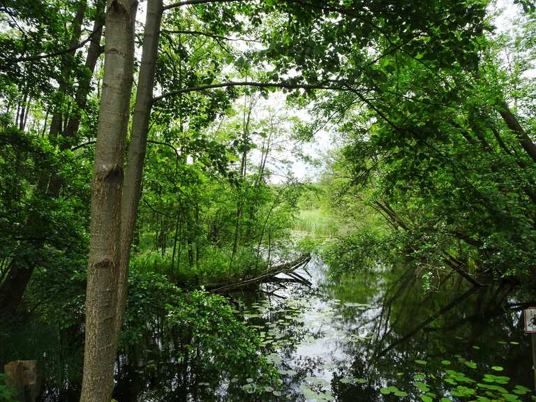 Uferweg am Hellsee Sumpf am See Runde von Lobetal Wanderung Komoot