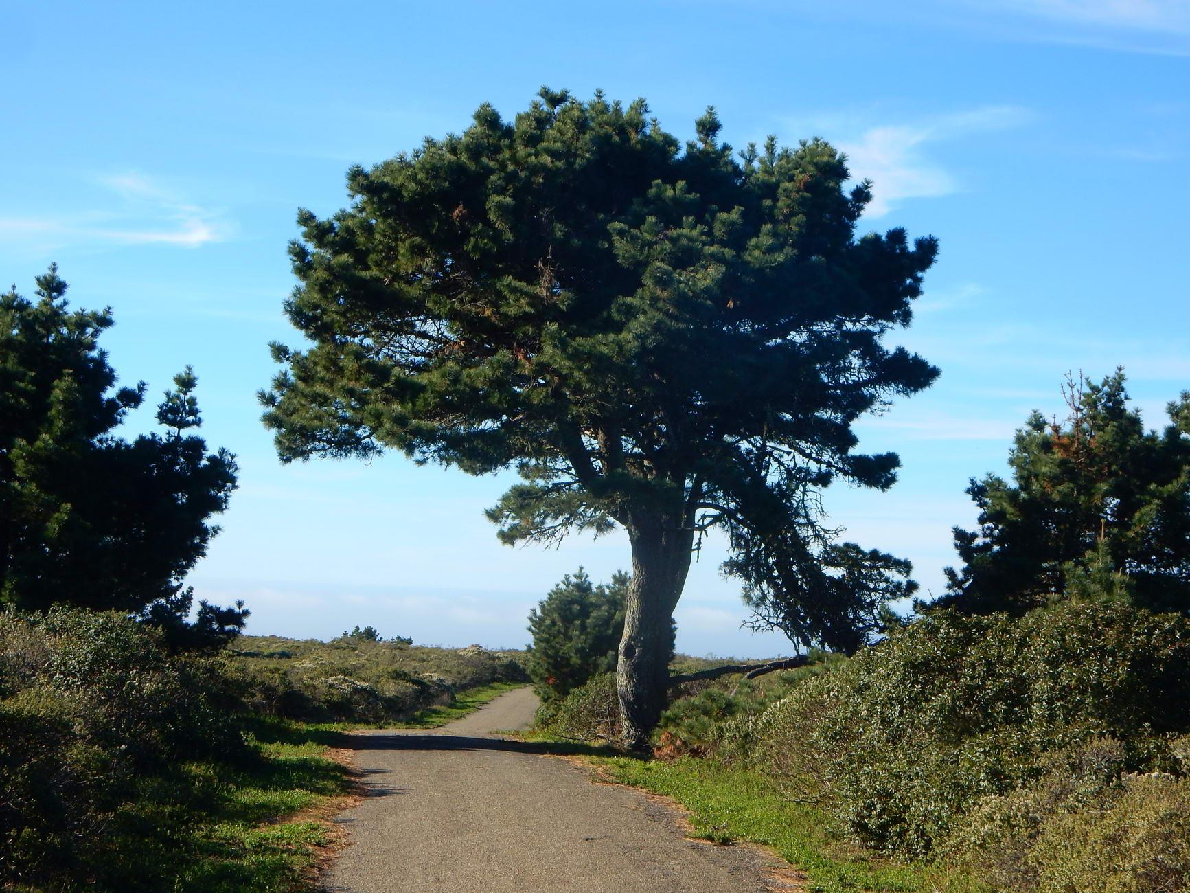 Large, gnarled tree stands beside a paved path under a clear sky.