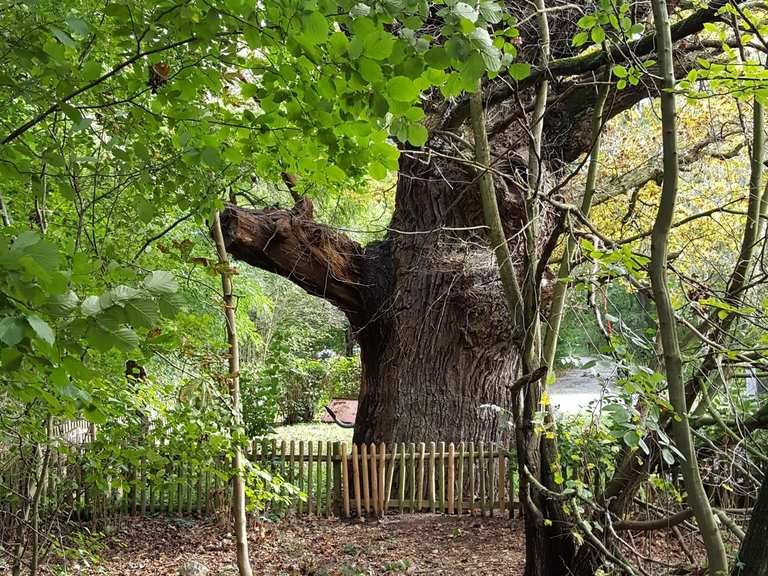 Ältester Baum des Bezirks Grunewald Berlin, Deutschland