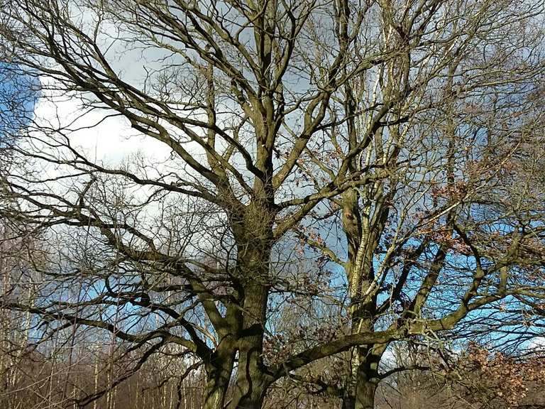 Naturschutzgebiet Höltigbaum Hamburg, Deutschland Wandertipps