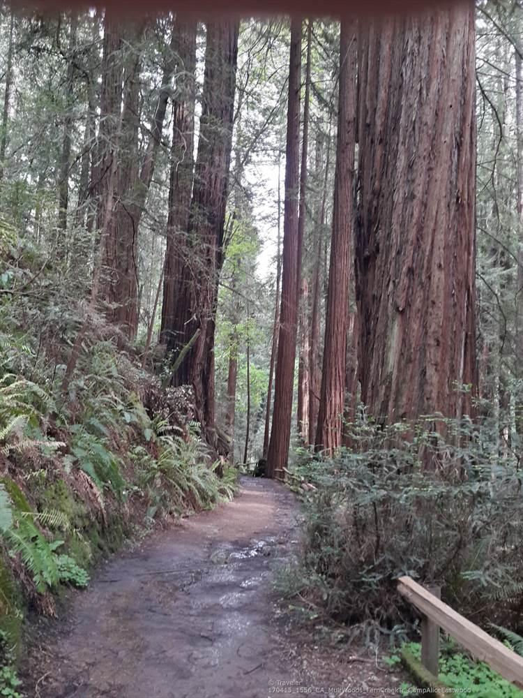 A muddy dirt path winds through a dense forest of towering trees.