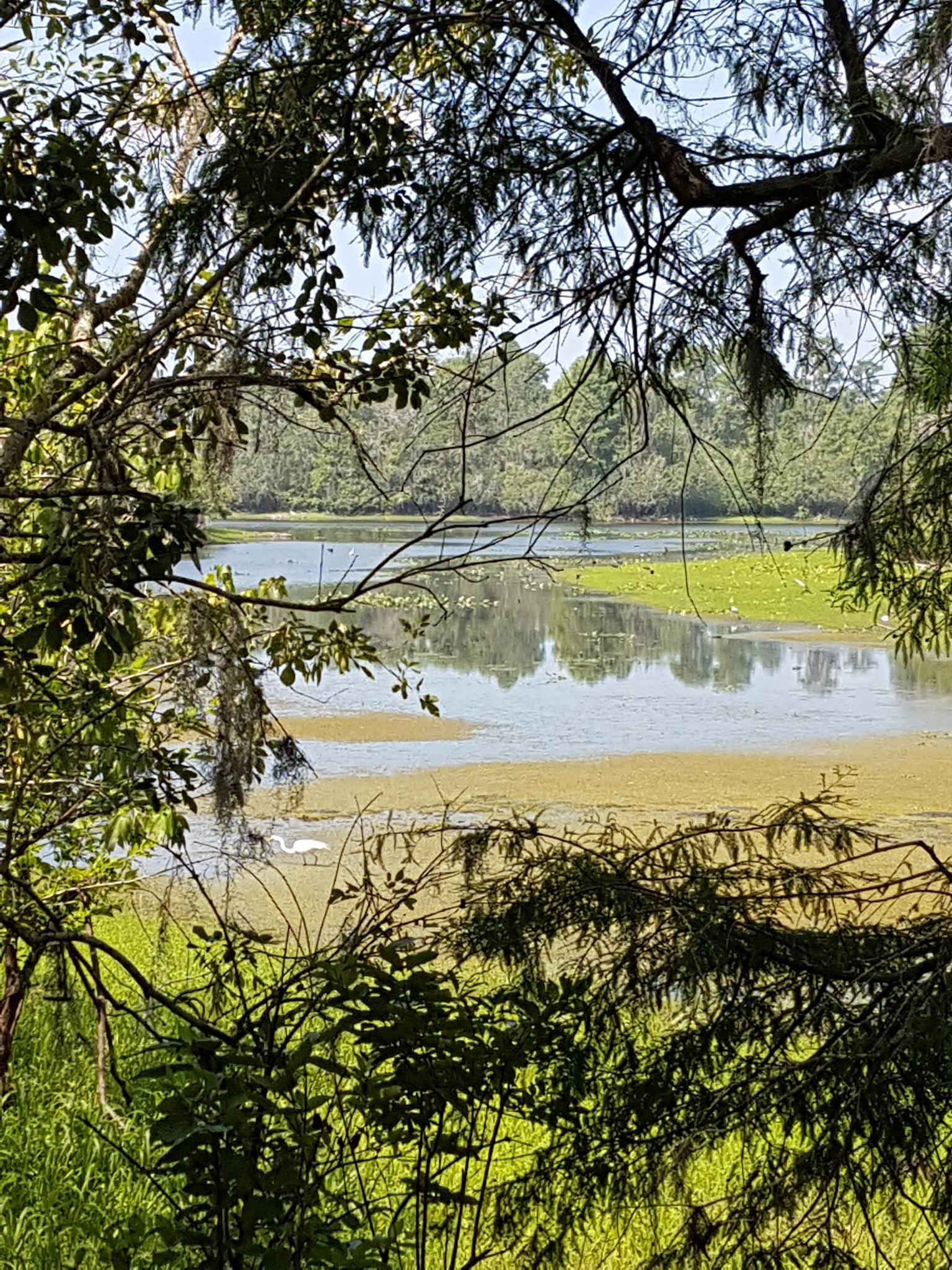 White egret in a green, murky wetland framed by dense foliage.