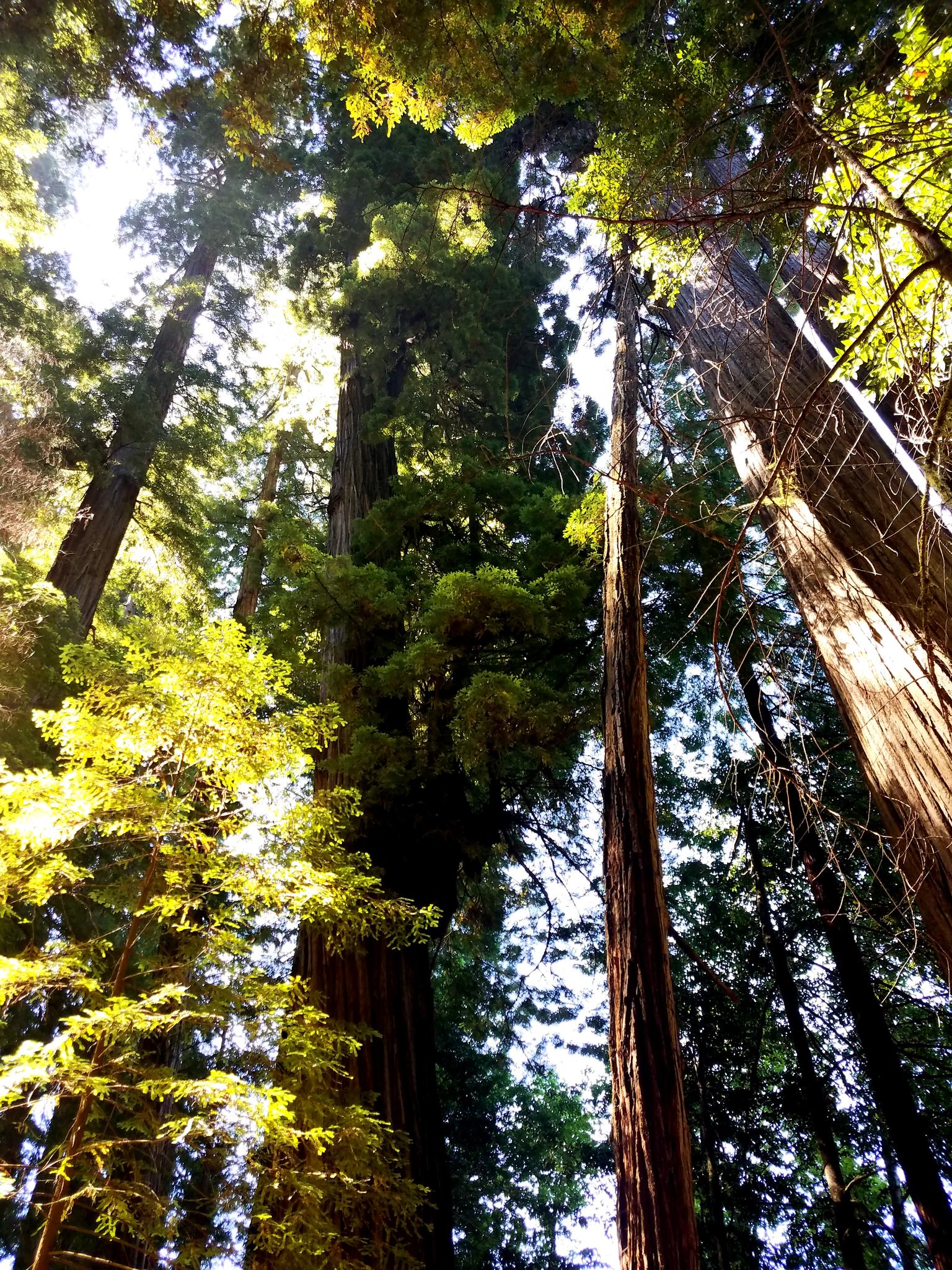 View looking up at very tall, green-canopied trees with bright sunlight.