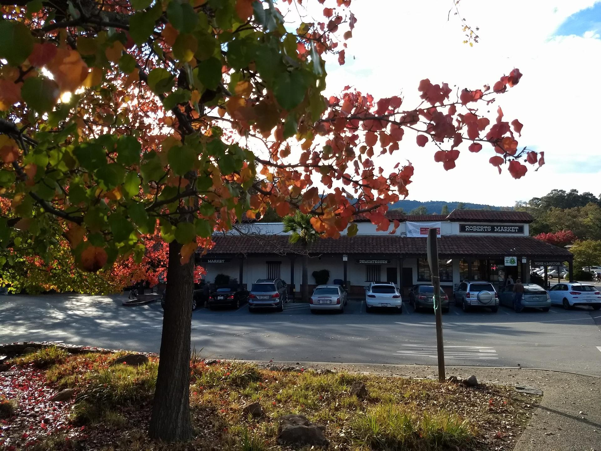 Autumn tree in foreground, parking lot and market building behind.